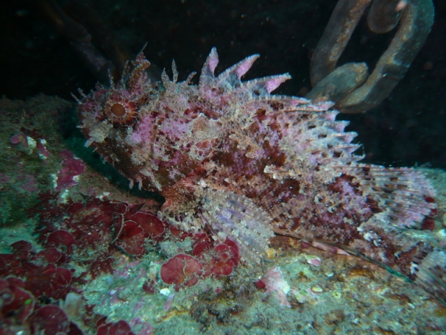 Descubrimientos únicos bajo el agua 
